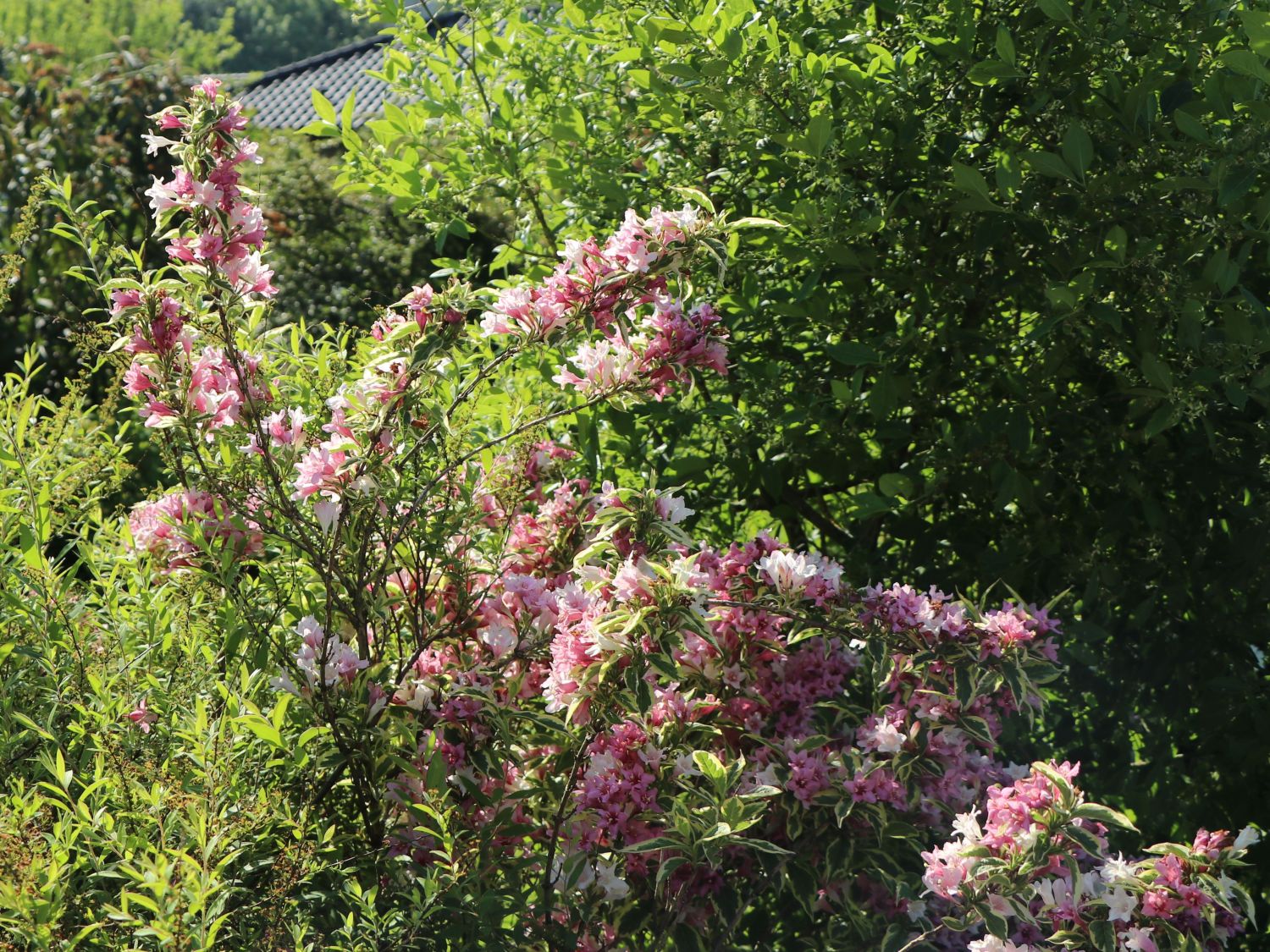 Buntblättrige Weigelie 'Nana Variegata' Weigela florida 'Nana