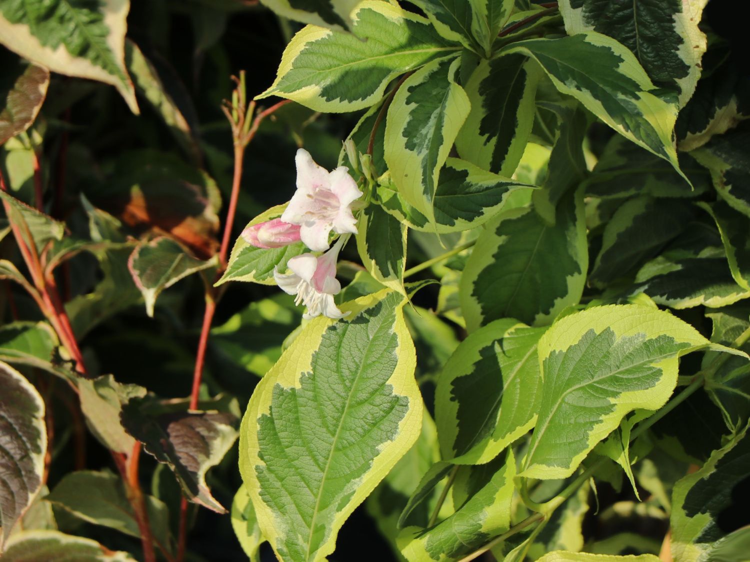 Buntblättrige Weigelie 'Nana Variegata' Weigela florida 'Nana