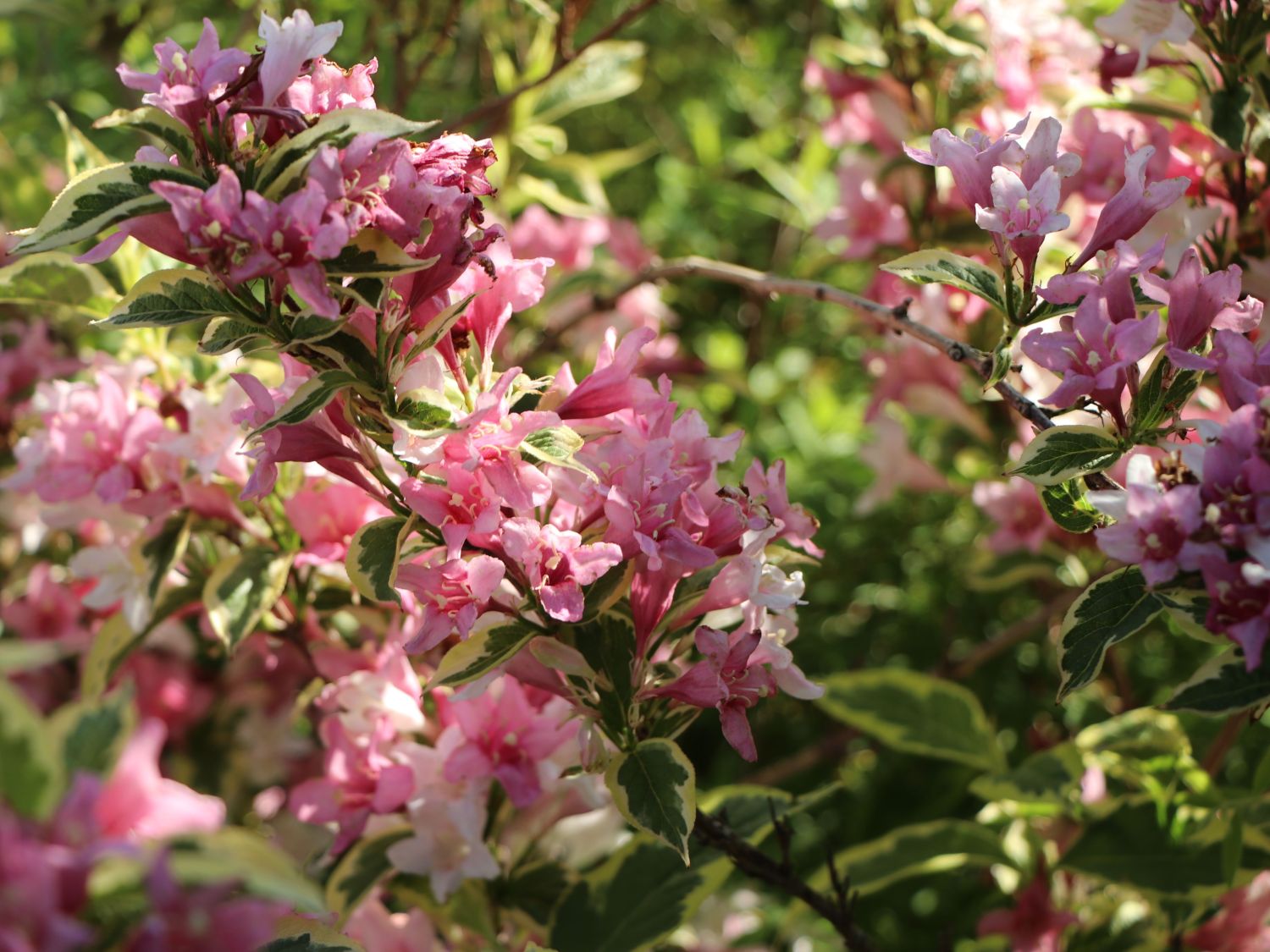 Buntblättrige Weigelie 'Nana Variegata' Weigela florida 'Nana