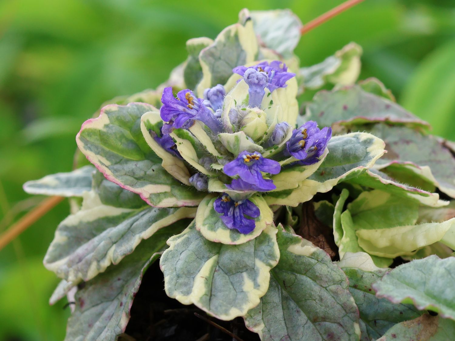 Buntblättriger Günsel 'Variegata'