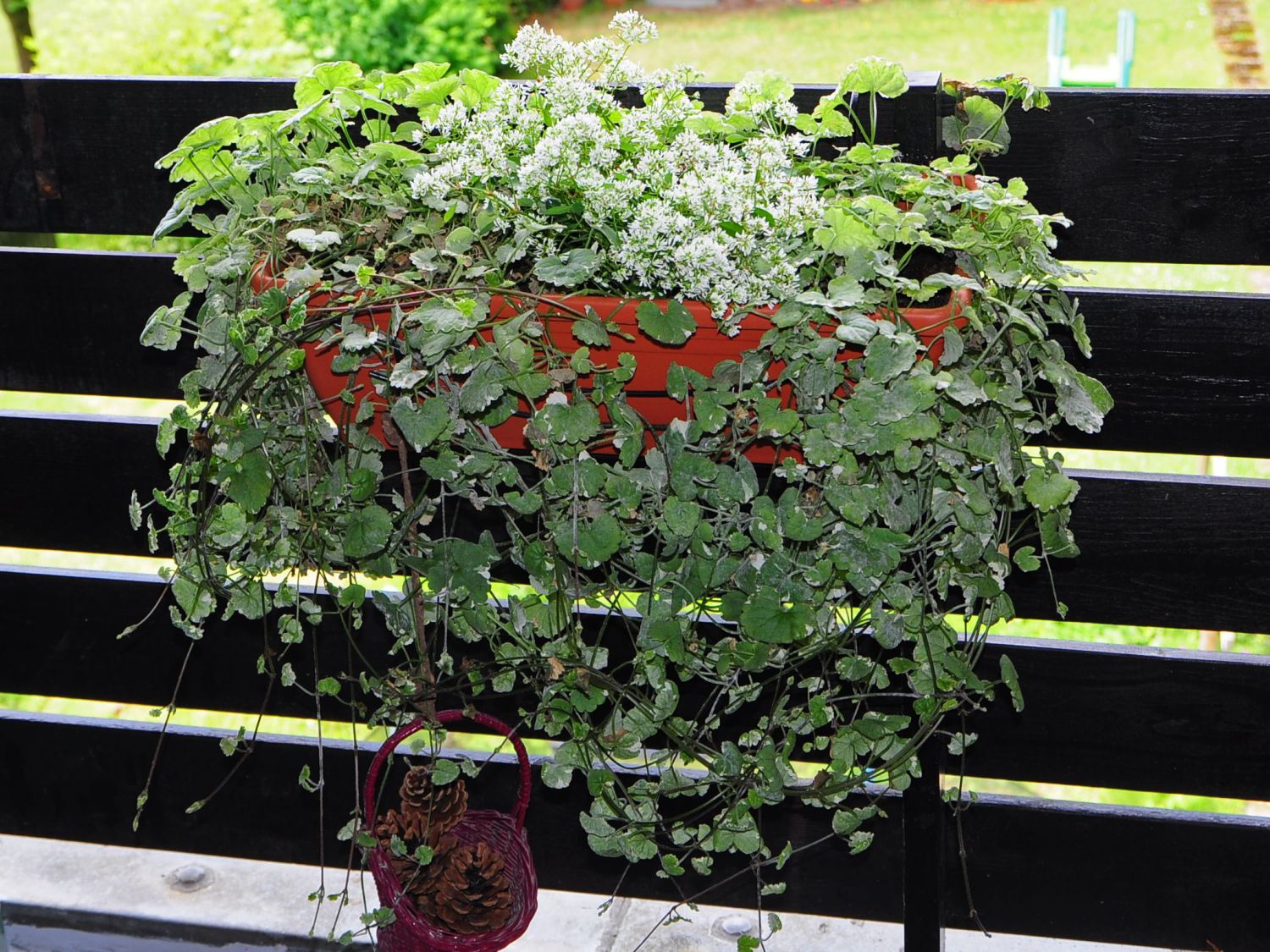 Buntblättriger Gundermann 'Variegata'