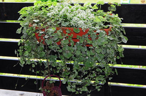 Buntblättriger Gundermann 'Variegata' - Glechoma hederacea 'Variegata'