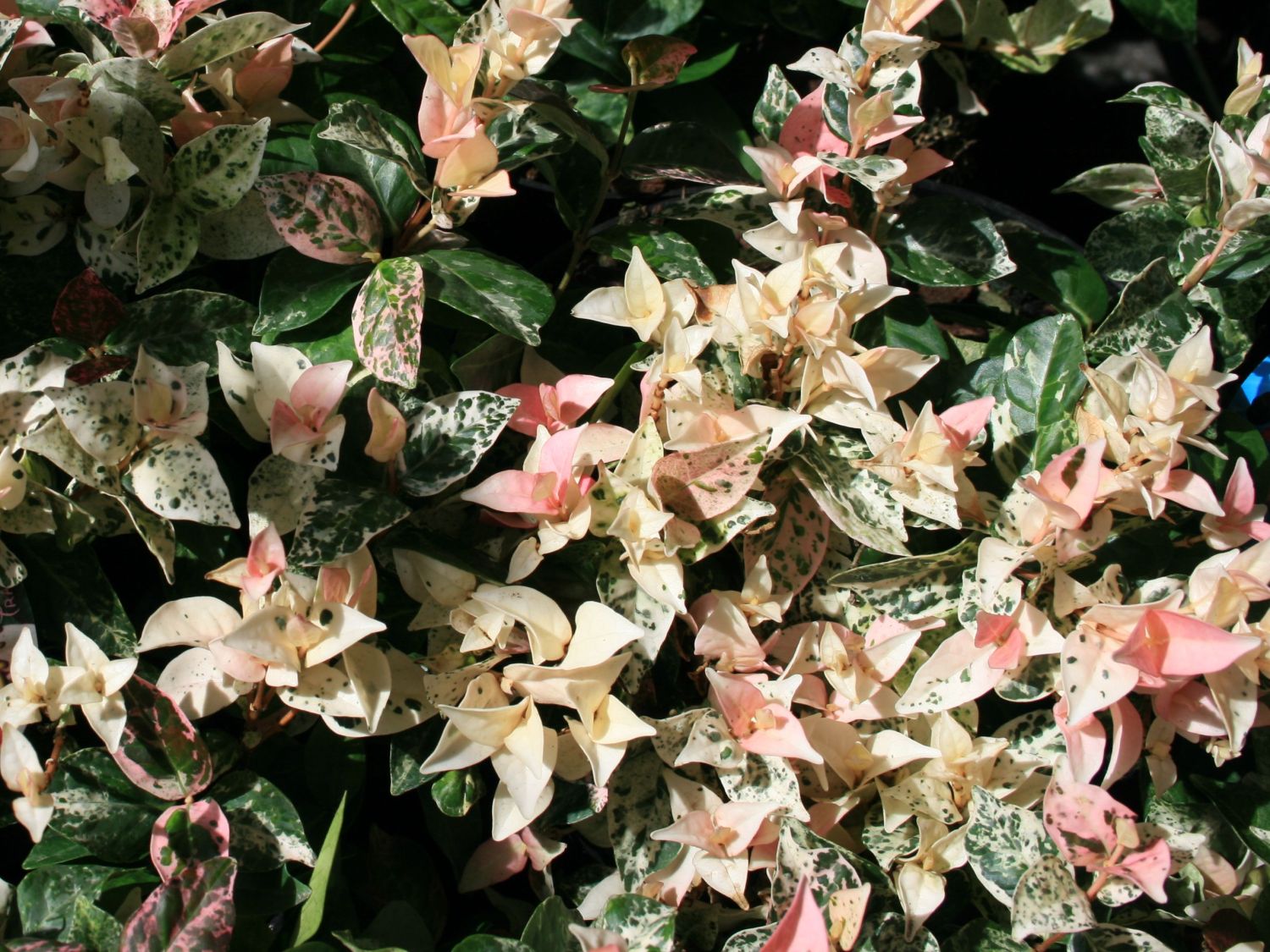 Sternjasmin (Trachelospermum)