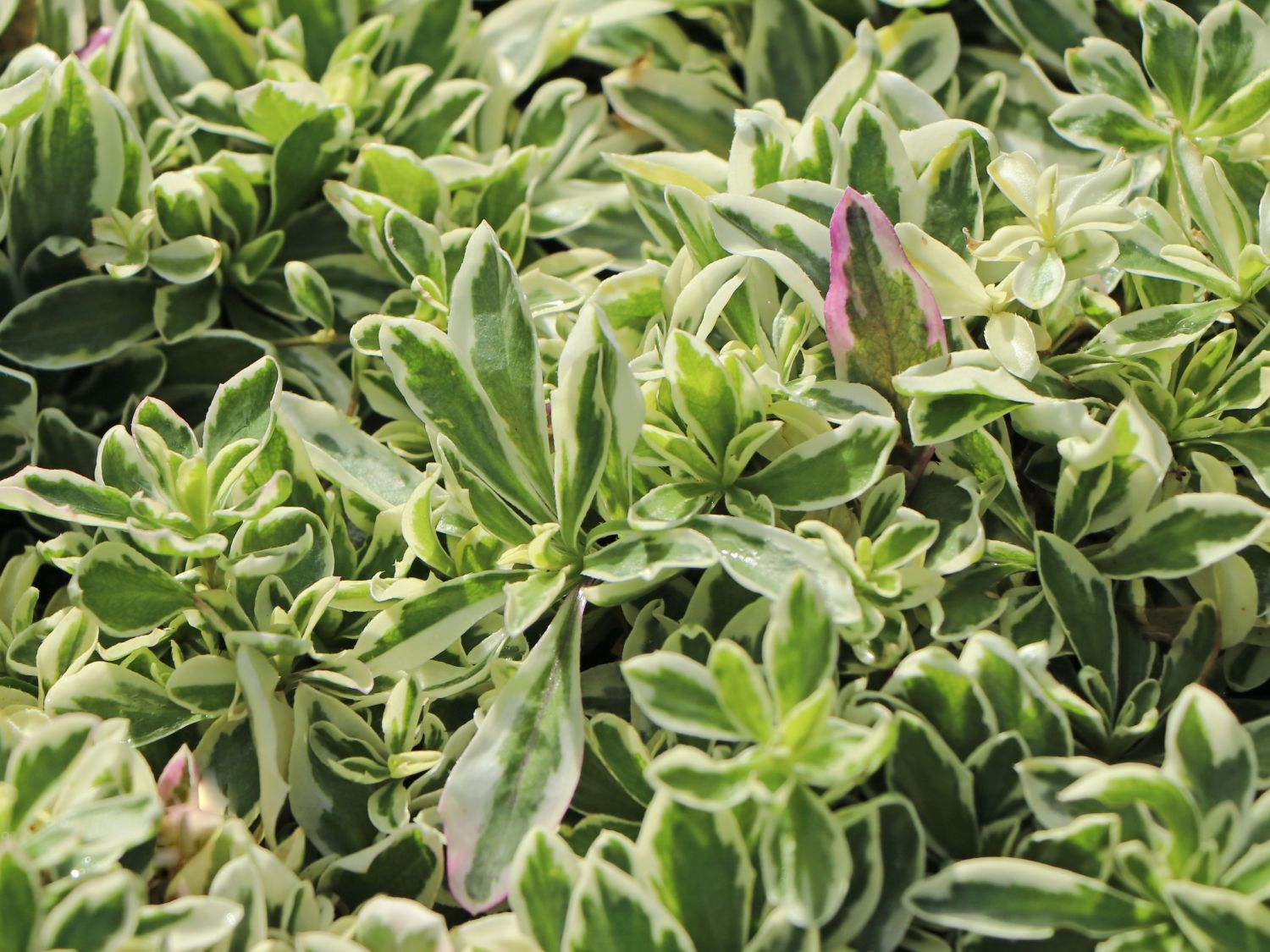 Bunte Gänsekresse 'Old Gold'