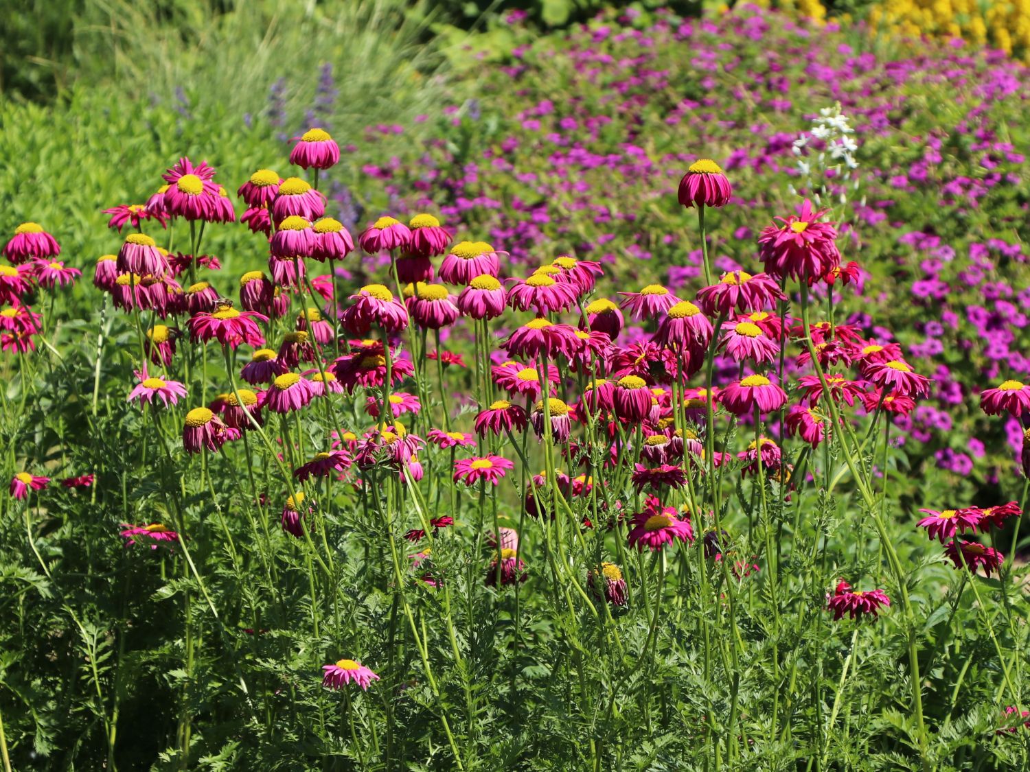 Bunte Margerite 'Robinsons Rot' Beste Sorten & StaudenWissen