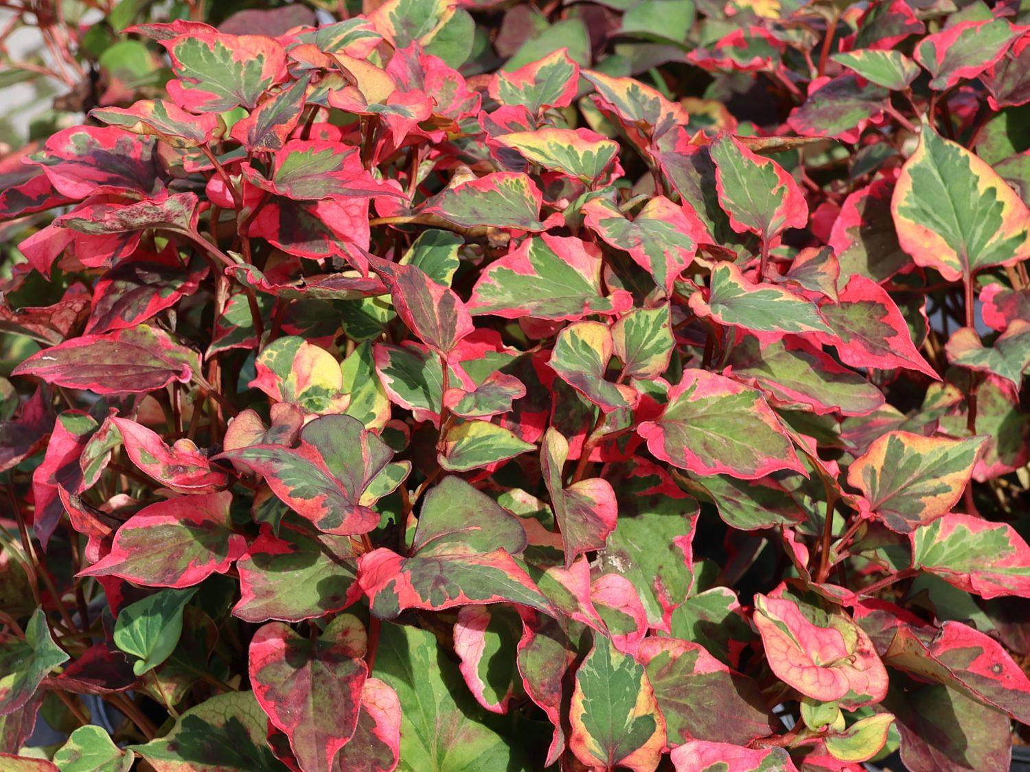 Bunter Eidechsenschwanz 'Chameleon' - Houttuynia cordata 'Chameleon'