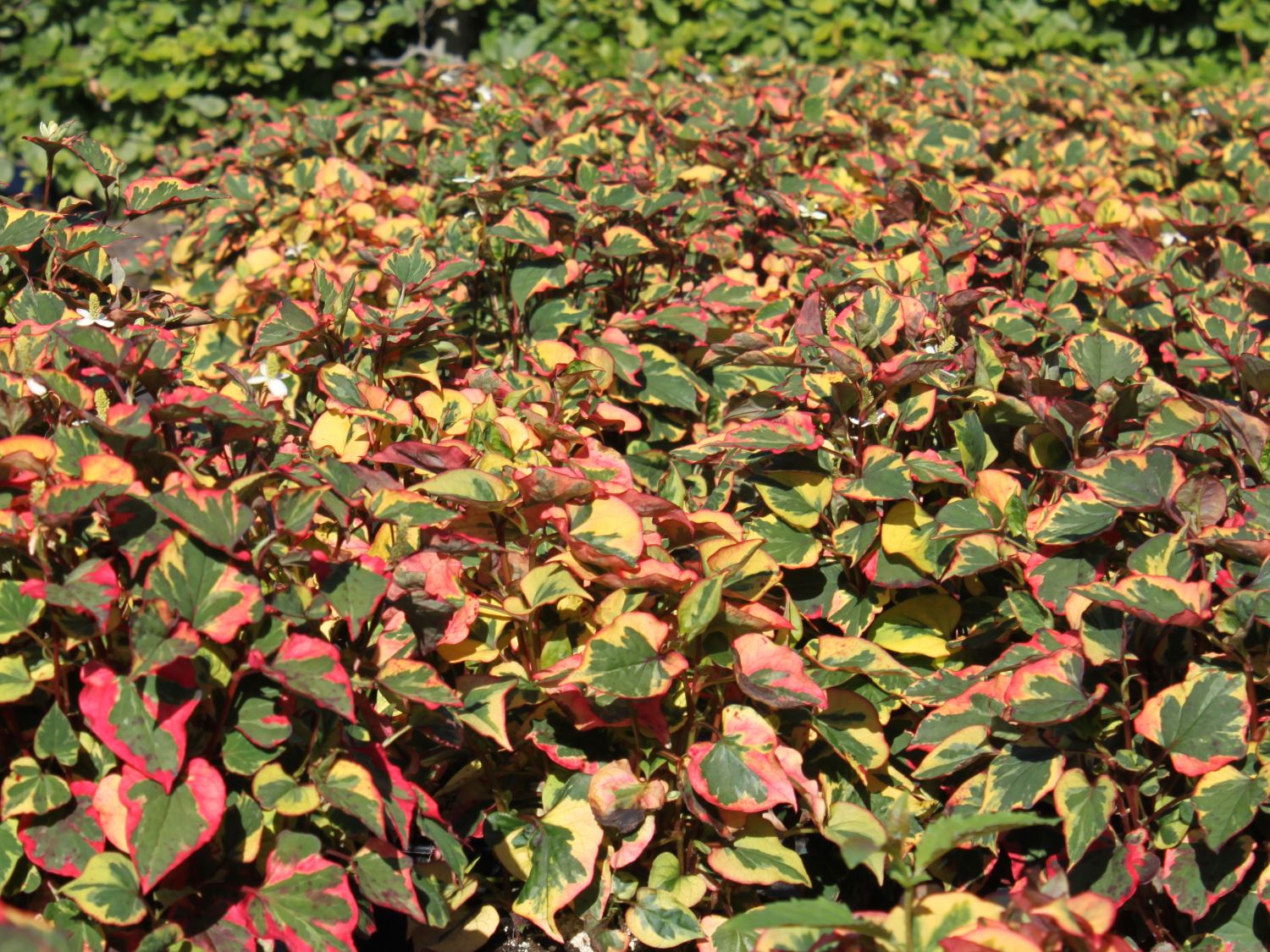 Bunter Eidechsenschwanz 'Chameleon' - Houttuynia cordata 'Chameleon'