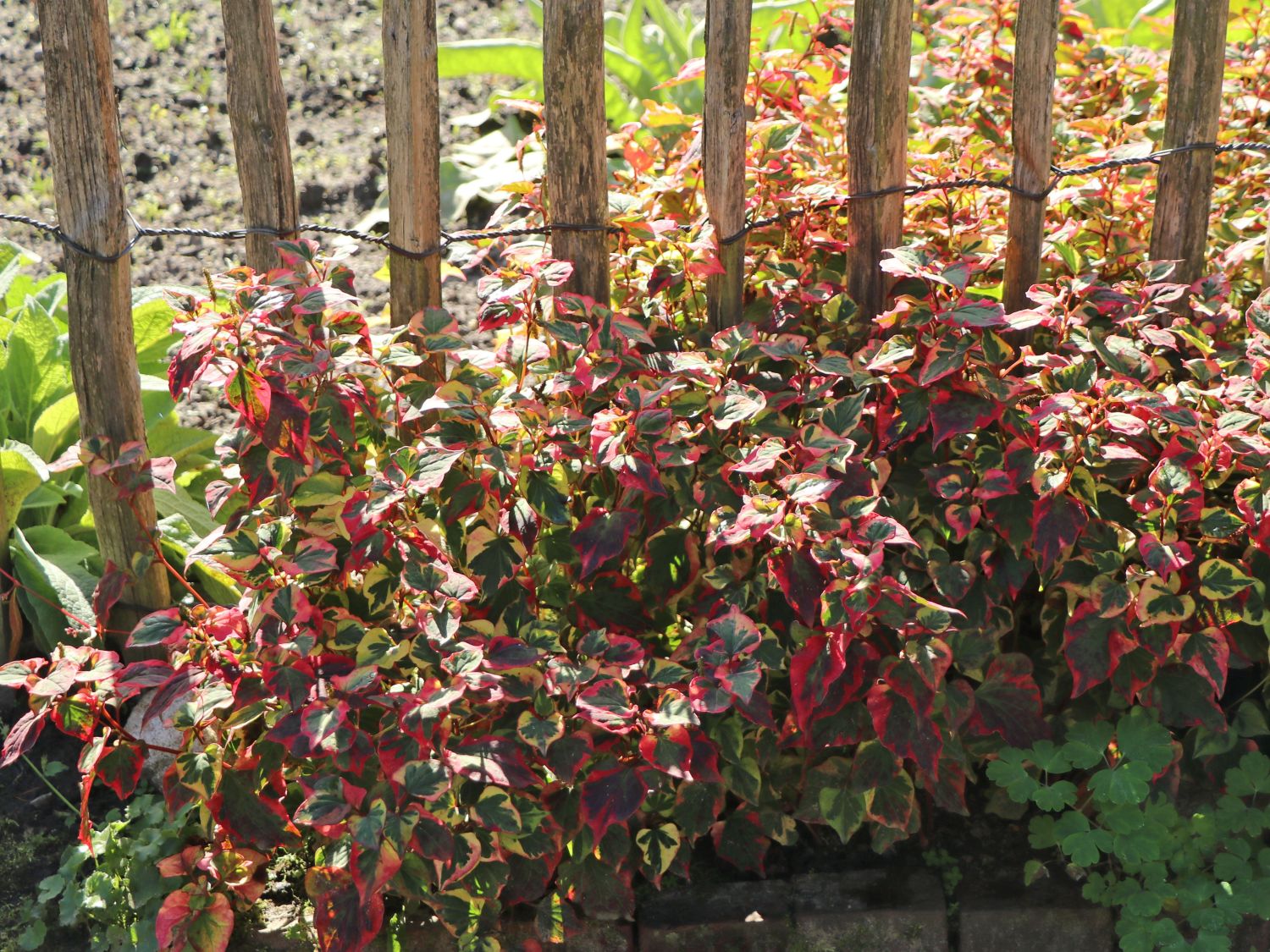 Houttuynia (Houttuynia)