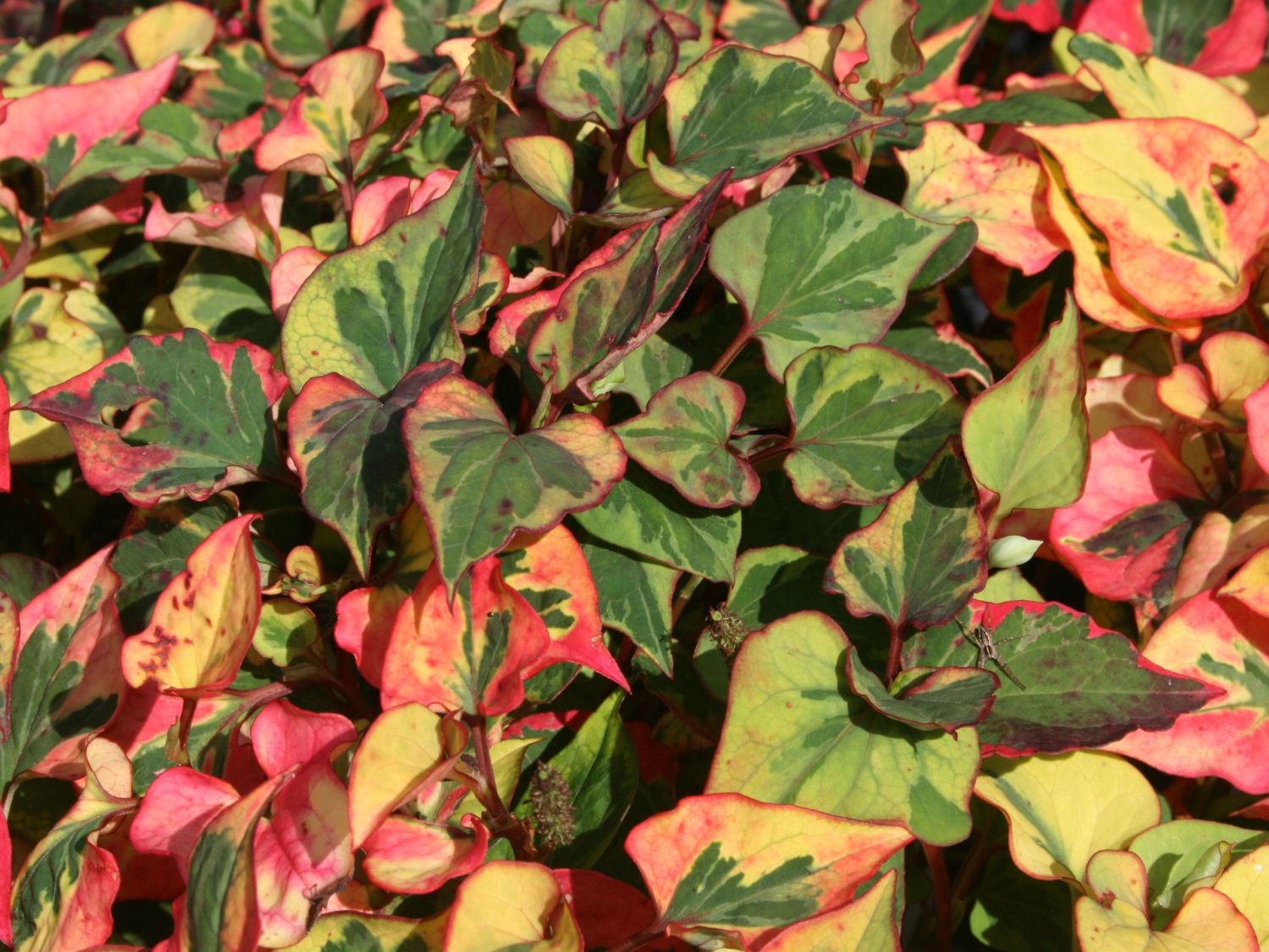 Bunter Eidechsenschwanz 'Chameleon' - Houttuynia cordata 'Chameleon'