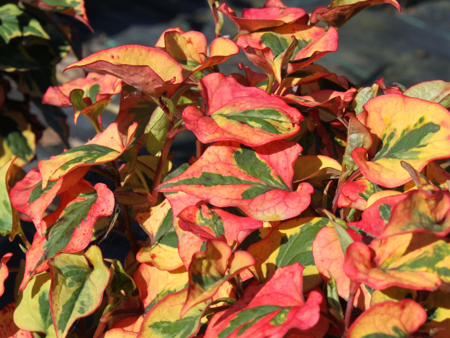 Bunter Eidechsenschwanz 'Chameleon' - Houttuynia cordata 'Chameleon'