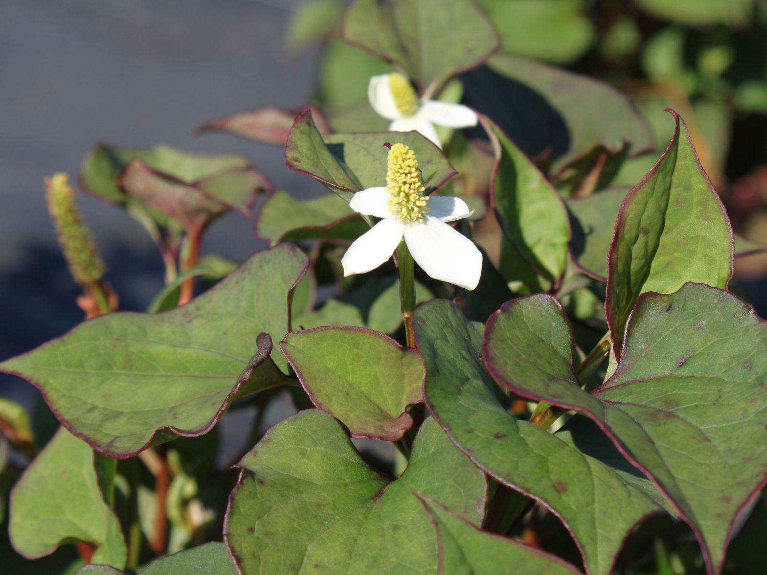 Bunter Eidechsenschwanz 'Chameleon' - Houttuynia cordata 'Chameleon'