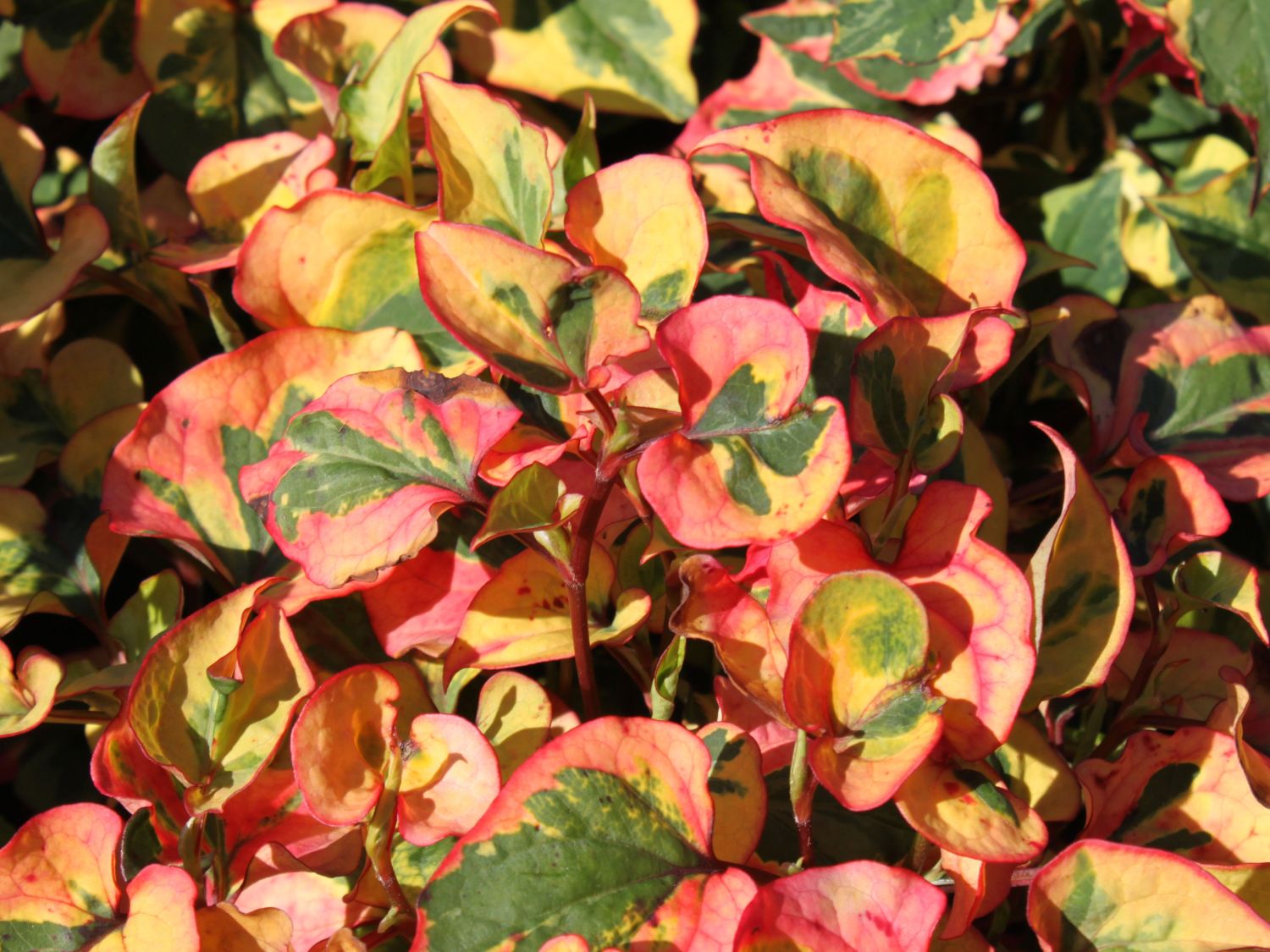 Bunter Eidechsenschwanz 'Chameleon' - Houttuynia cordata 'Chameleon'