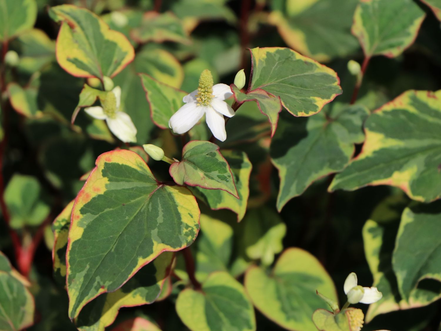 Bunter Eidechsenschwanz 'Chameleon' - Houttuynia cordata 'Chameleon'