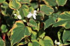 Bunter Eidechsenschwanz 'Chameleon' - Houttuynia cordata 'Chameleon'
