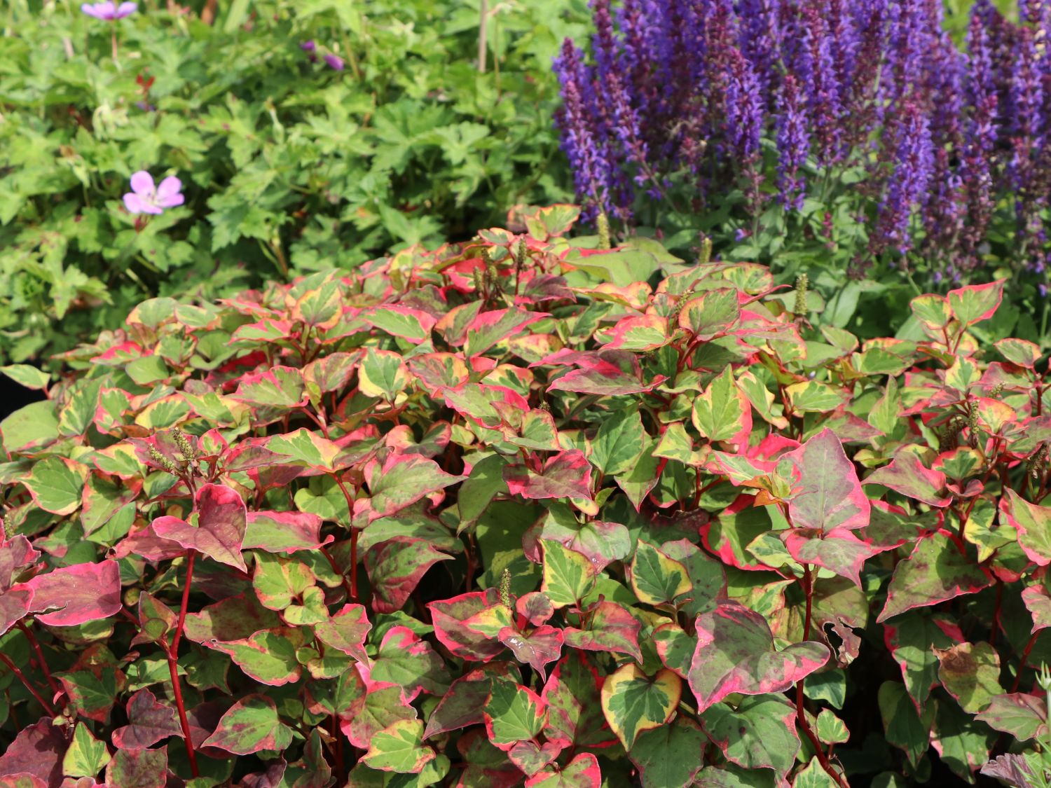 Bunter Eidechsenschwanz 'Chameleon' - Houttuynia cordata 'Chameleon'