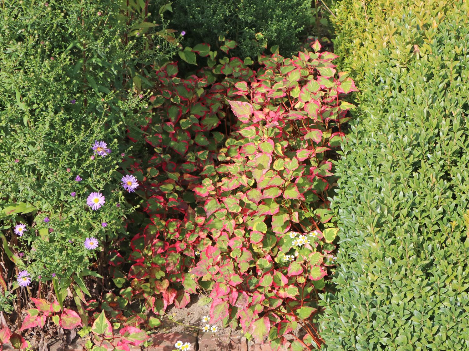 Bunter Eidechsenschwanz 'Chameleon' - Houttuynia cordata 'Chameleon'