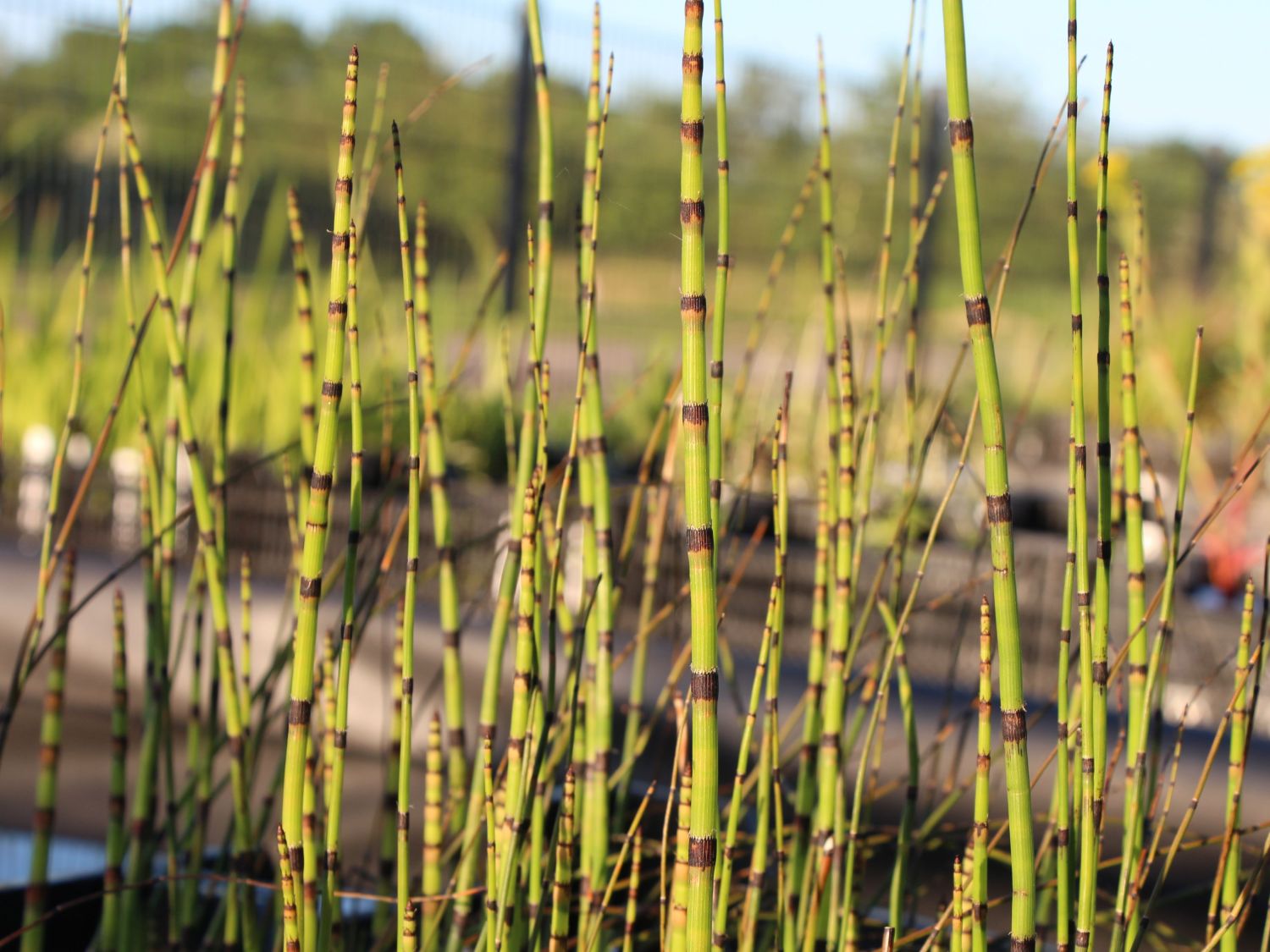 Schachtelhalmgewächse (Equisetaceae)