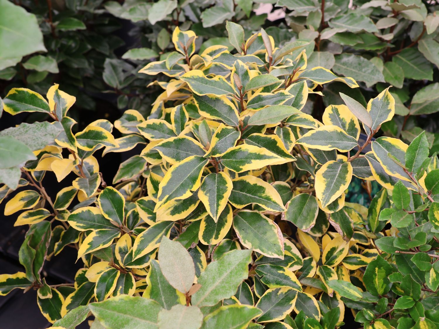 Buntlaubige Ölweide 'Gilt Edge'