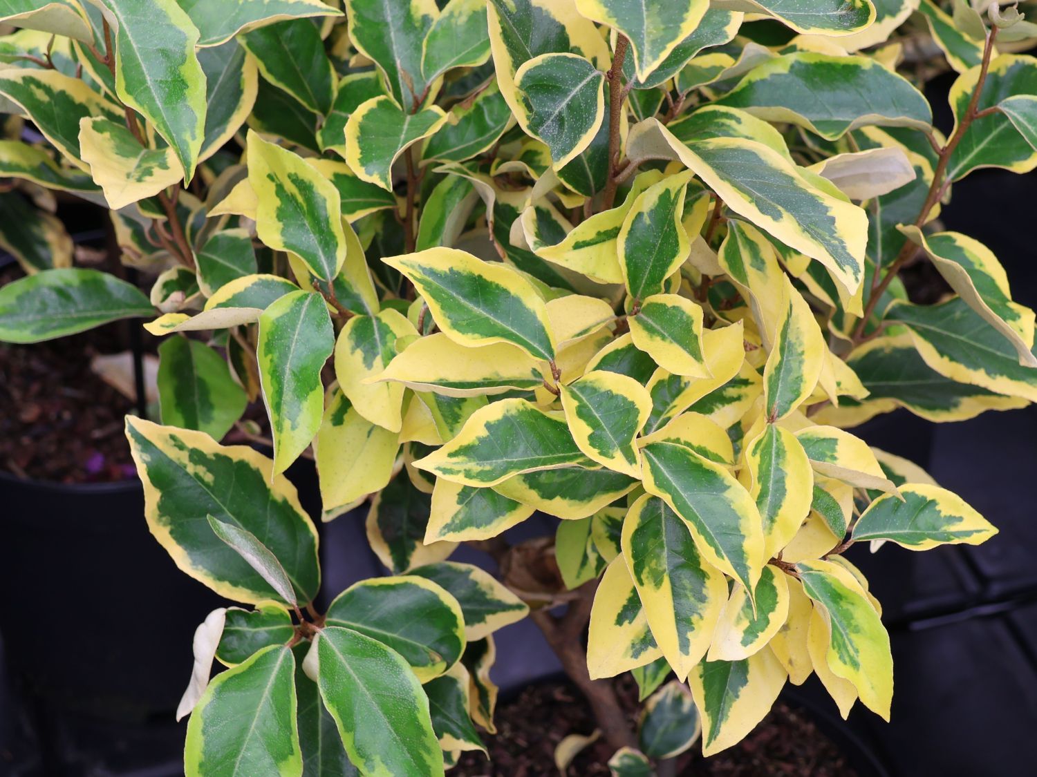 Buntlaubige Ölweide 'Gilt Edge' - Elaeagnus x ebbingei 'Gilt Edge'