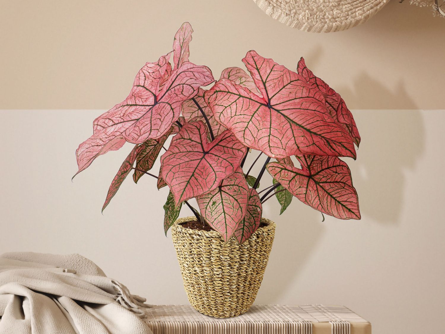 Kaladien (Caladium)