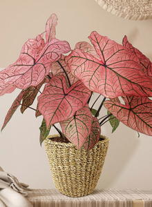 Kaladien (Caladium)
