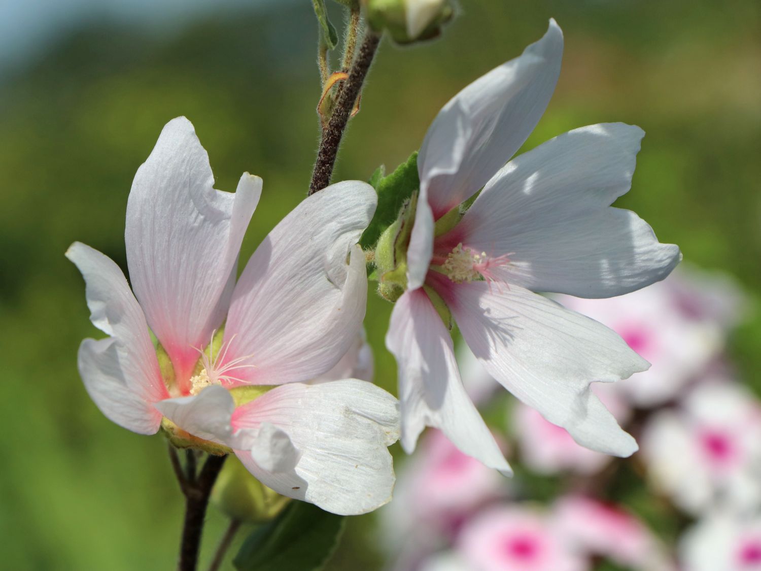 Busch-Malve 'Baby Barnsley'