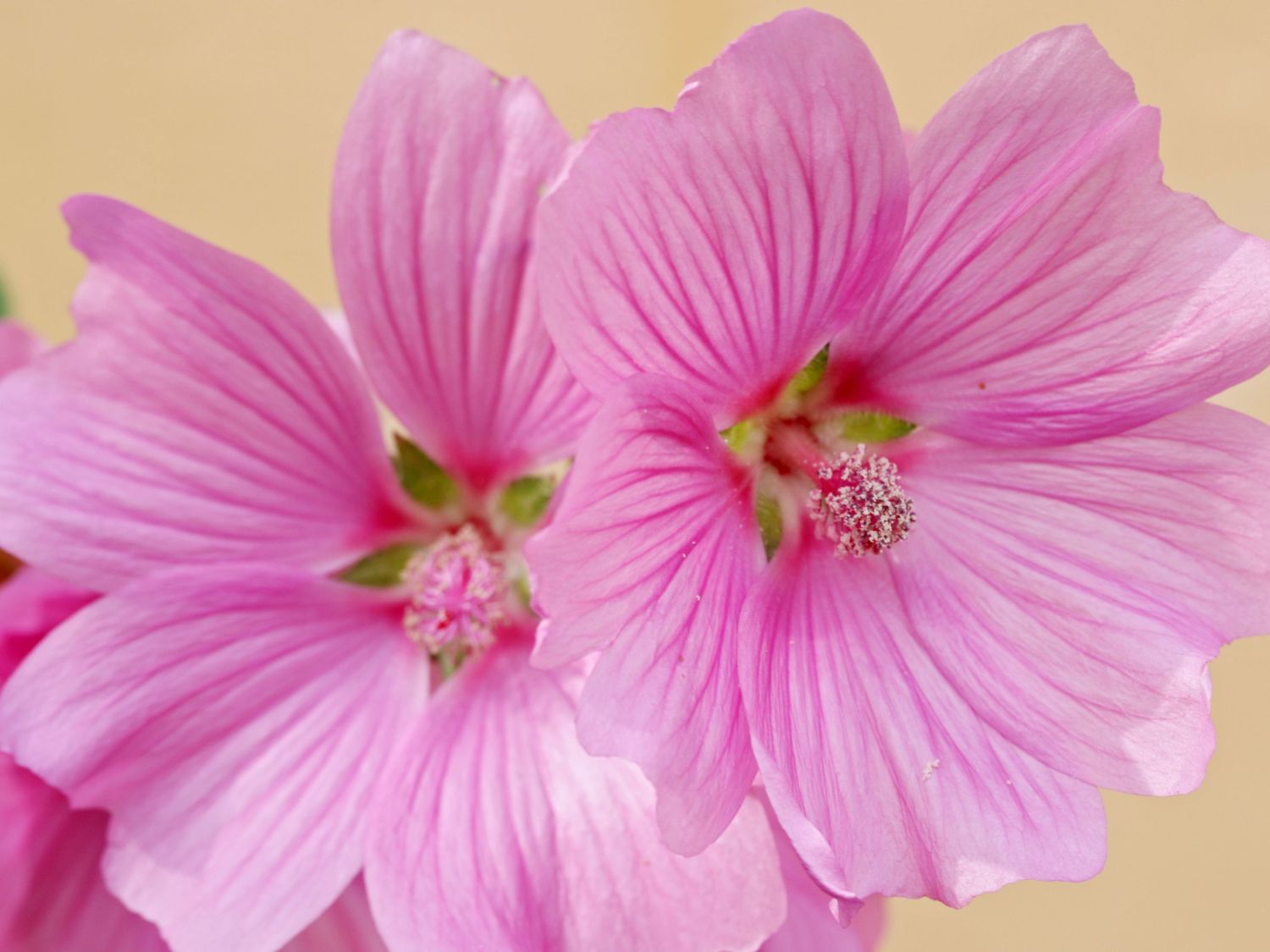 Buschmalve 'Bredon Springs'