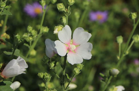 Busch-Malve 'Frederique' - Lavatera x olbia 'Frederique'