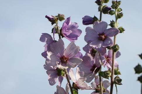 Busch-Malve 'Lilac Lady' - Lavatera x olbia 'Lilac Lady'