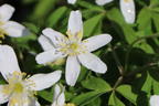 Busch-Windröschen - Anemone nemorosa