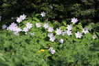 Busch-Windröschen - Anemone nemorosa