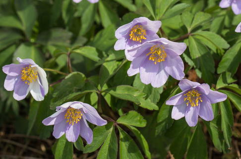 Busch-Windröschen 'Robinsoniana' - Anemone nemorosa 'Robinsoniana'