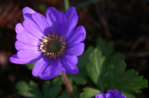 Buschwindröschen 'Royal Blue' - Anemone nemorosa 'Royal Blue'