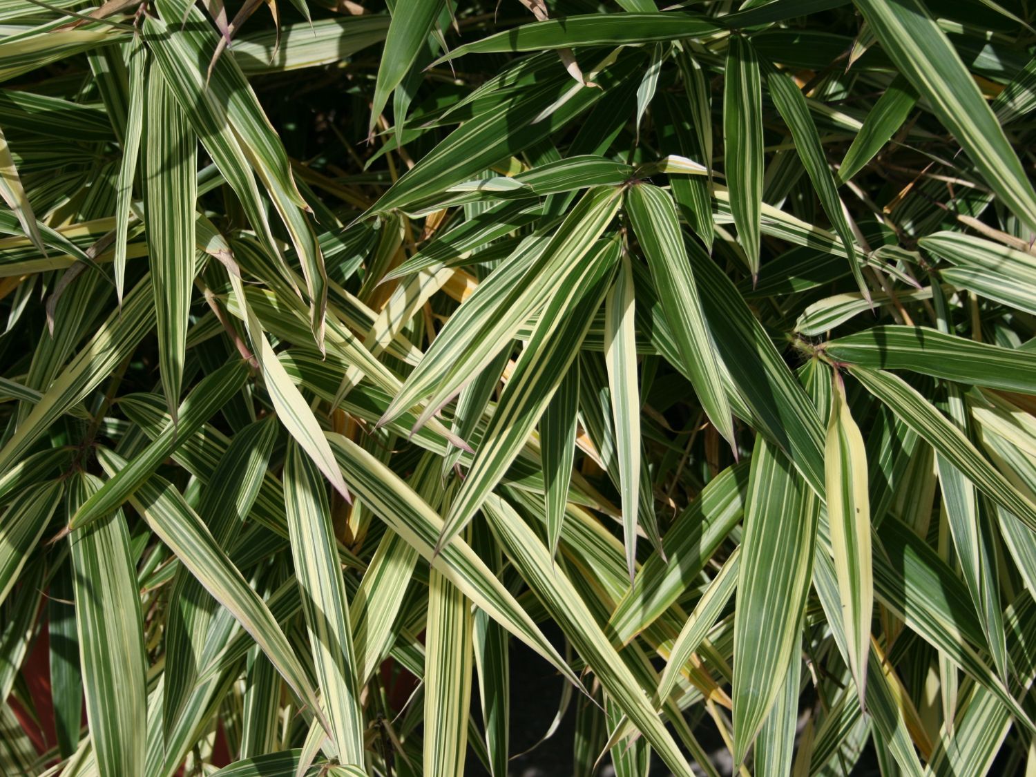 Pleioblastus (Pleioblastus)