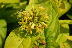 Buschgeißblatt 'Honeybee' ® - Diervilla rivularis 'Honeybee' ®