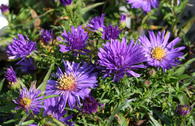 Buschige Herbst-Aster