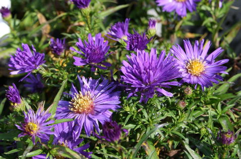 Kissen-Aster - Symphyotrichum dumosum