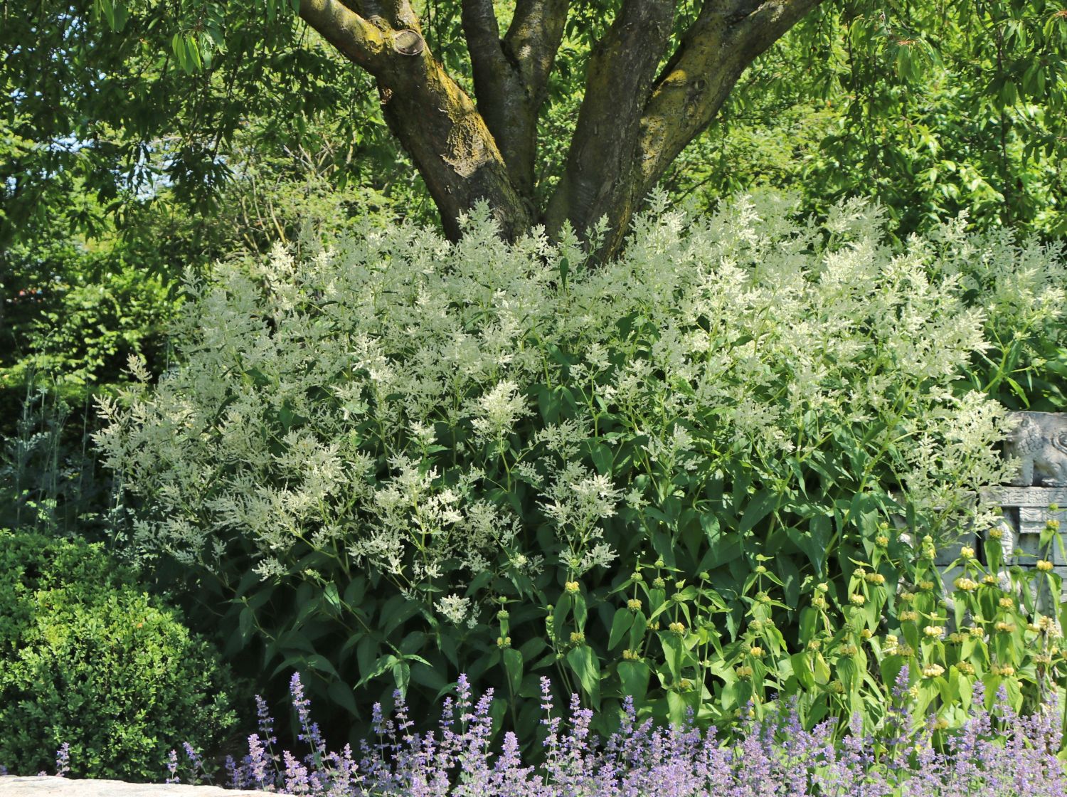 Buschknöterich - Persicaria polymorpha