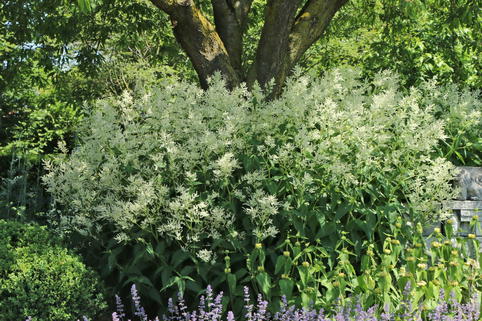 Buschknöterich - Persicaria polymorpha