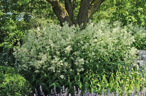 Buschknöterich - Persicaria polymorpha