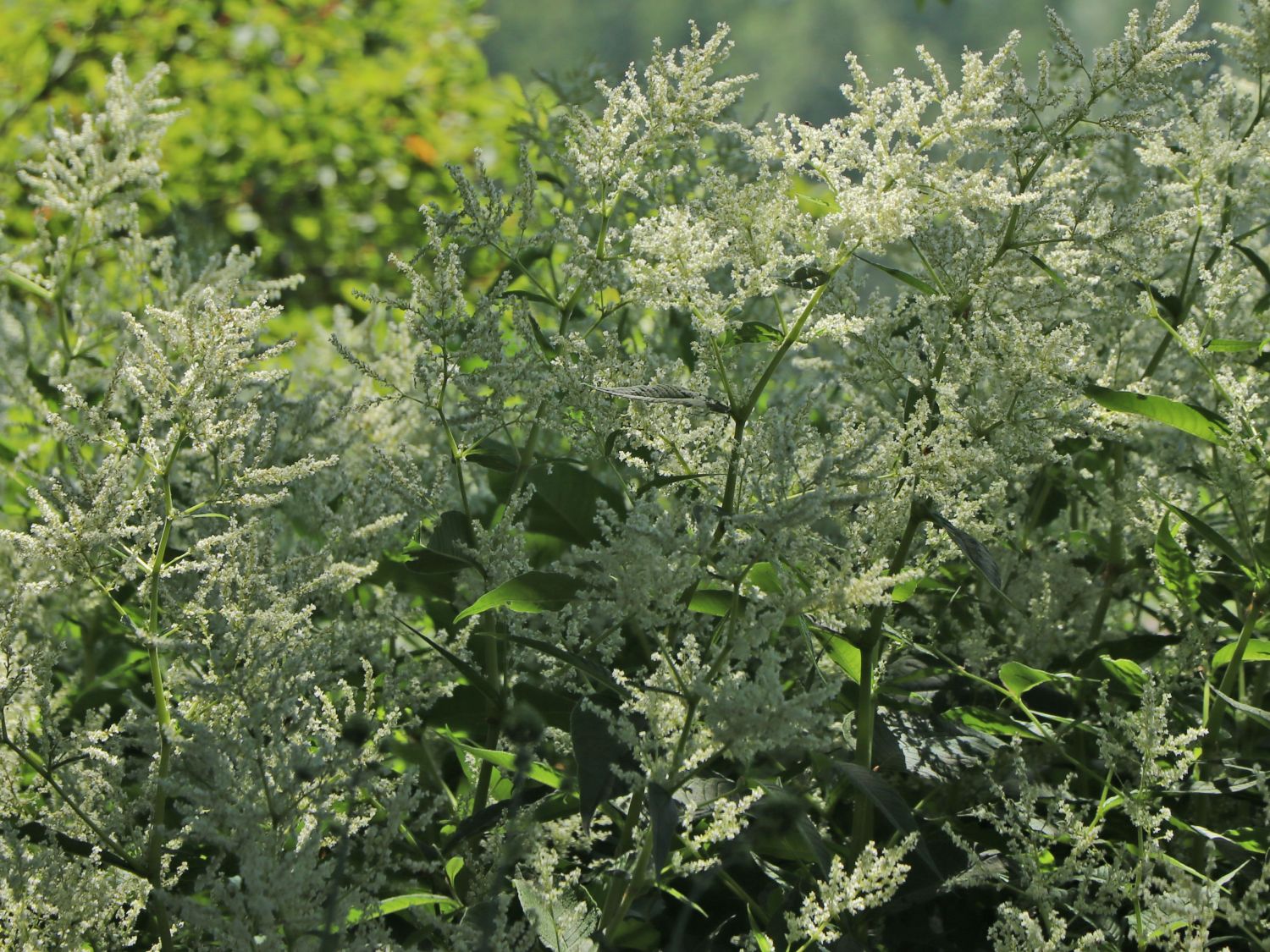 Buschknöterich - Persicaria polymorpha