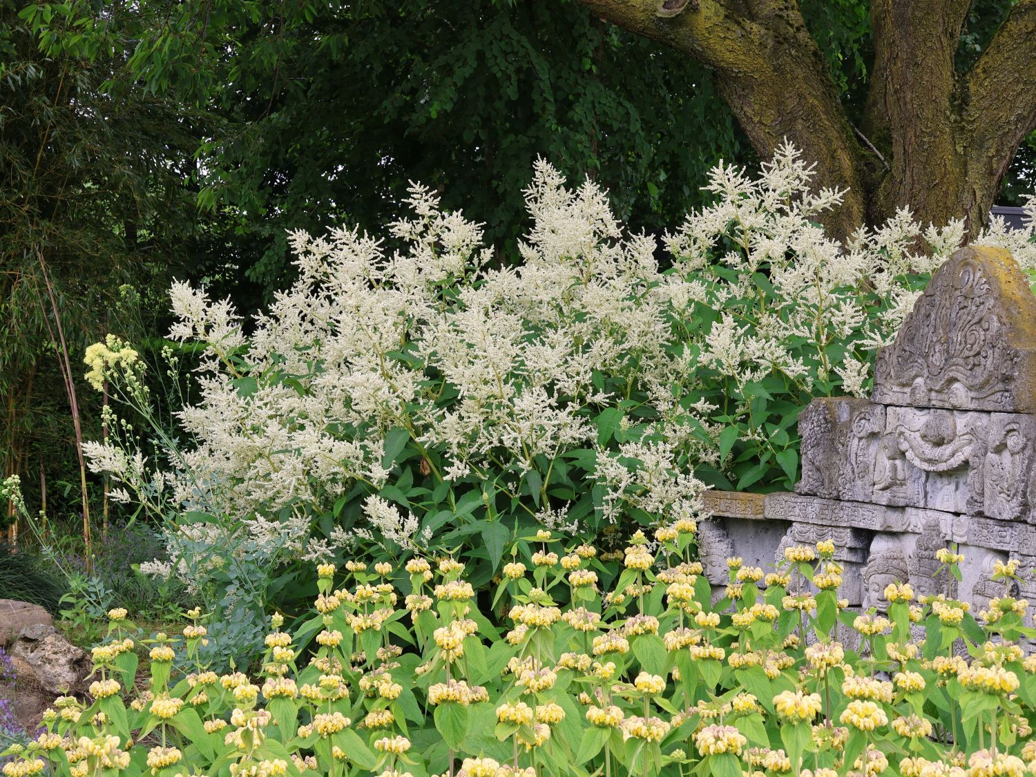 Buschknöterich - Persicaria polymorpha