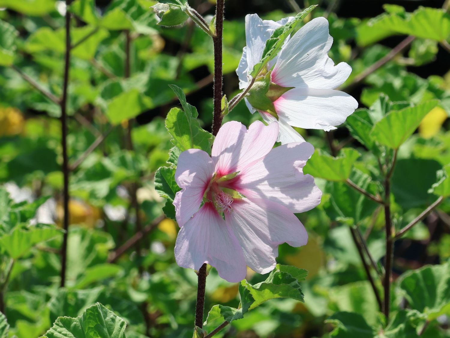 Buschmalve 'Barnsley' - Lavatera x olbia 'Barnsley'