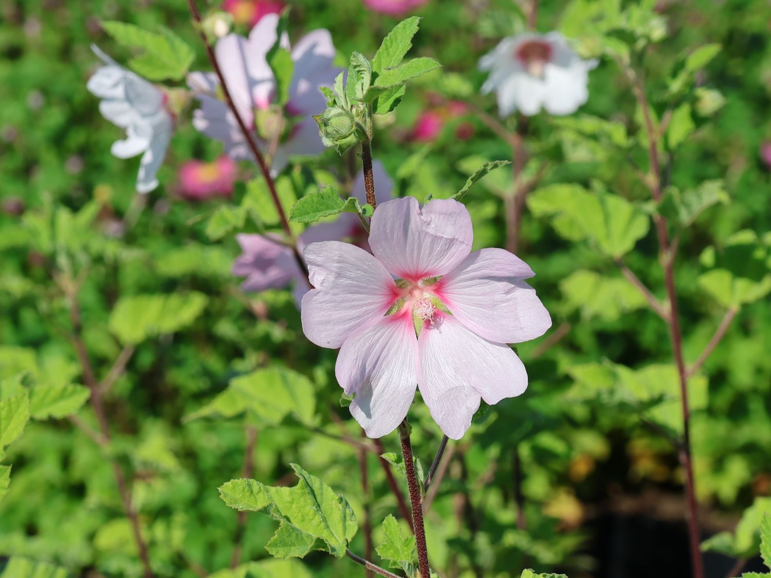 Strauchpappeln (Lavatera)