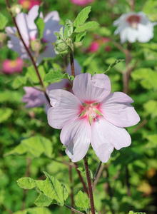 Strauchpappeln (Lavatera)