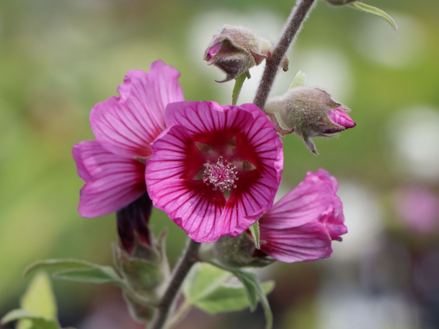 Buschmalve 'Eye Catcher' - Lavatera x olbia 'Eye Catcher'