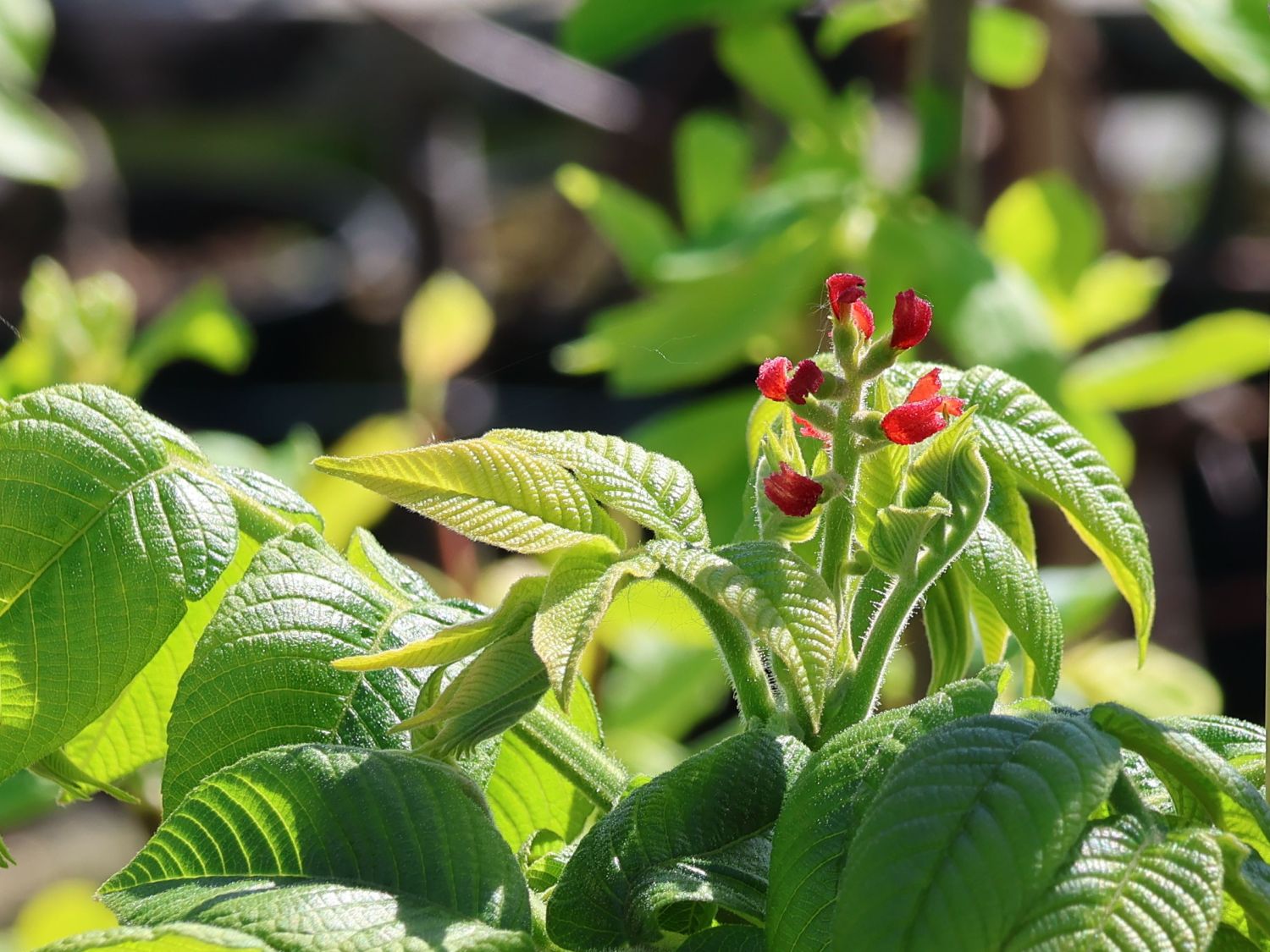 Butternuss 'Beckwith'