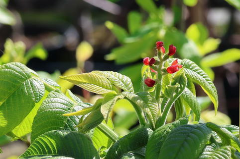 Butternuss 'Beckwith' - Juglans cinerea 'Beckwith'