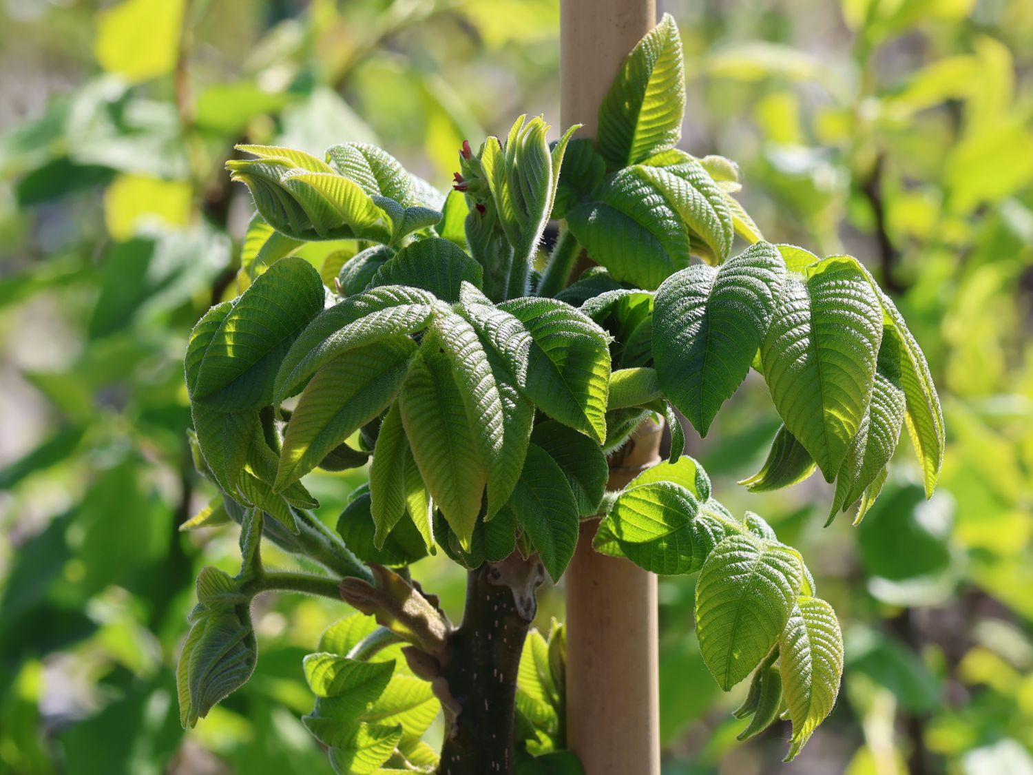 Butternuss 'Beckwith' - Juglans cinerea 'Beckwith'