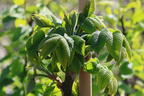 Butternuss 'Beckwith' - Juglans cinerea 'Beckwith'